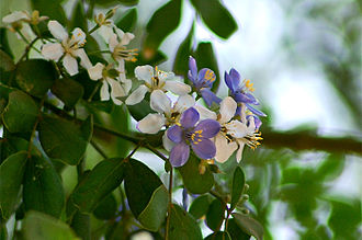 Lignum Vitae